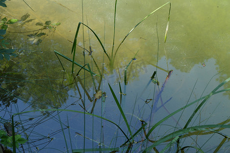 森林湖泊或沼泽中的泥水，河岸上长满了草