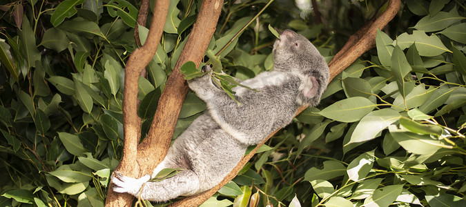 澳币摄影照片_可爱的澳大利亚考拉白天休息。