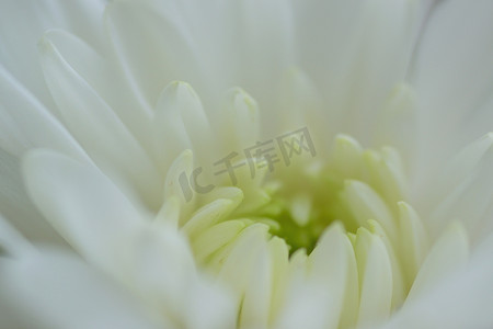 白色大丽花花瓣的宏观细节