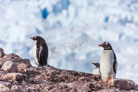 巴布亚企鹅站在岩石上，背景是冰川