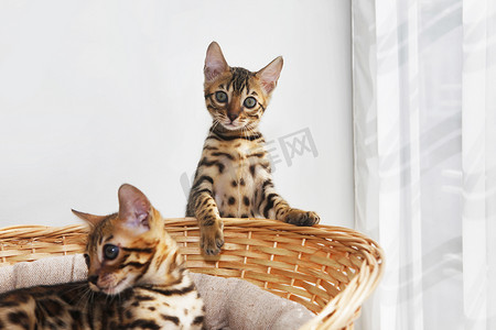 在篮子里的小孟加拉小猫