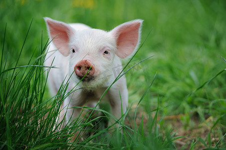 粉色的小耳朵摄影照片_农场里的小猪
