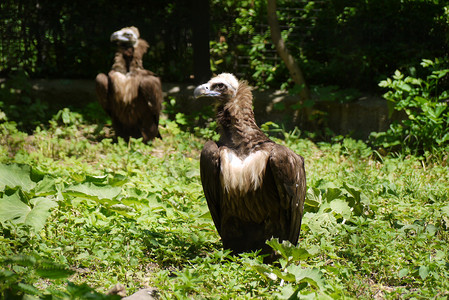 两只棕色秃鹰仔细地看着把它们摘下来的那只。