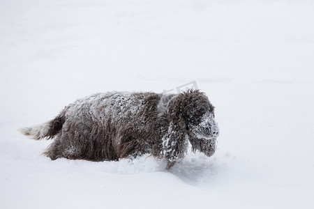 英国可卡犬狗在雪地里玩耍