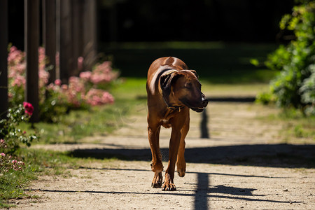 一只美丽的罗得西亚脊背犬跑向镜头