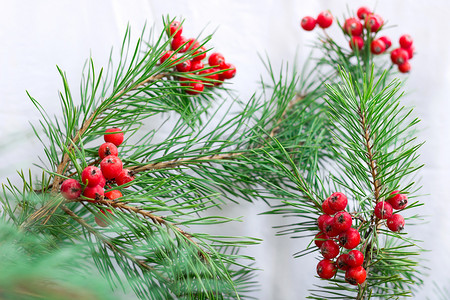 带绿松枝和红排的圣诞时令明信片