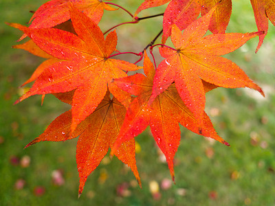 宏碁树的叶子在秋天变色