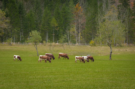 欧洲牧场摄影照片_牧场上的牛