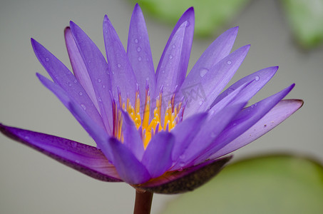 粉色的飘花摄影照片_紫色的莲花飘在盛开