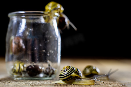 玻璃瓶中大大小小的五颜六色的蜗牛。