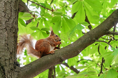 红发毛茸茸的松鼠坐在树上吃食物