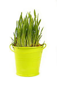 春天的绿草生长在白色的桶里
