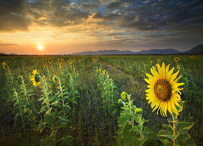 向日葵太阳摄影照片_美丽的风景太阳落山，黄色的向日葵盛开