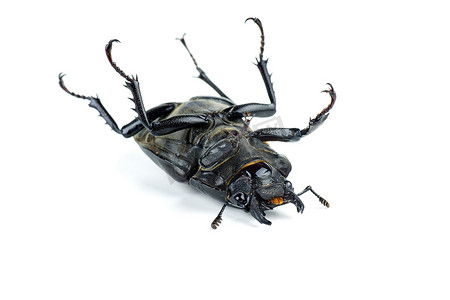 死去的雌性雄鹿甲虫，Lucanus cervus 在白色背景下被隔离