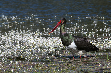 黑鹳 (Ciconia nigra)，在水中寻找食物 amo