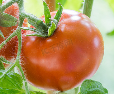 西红柿番茄摄影照片_成熟的西红柿生长特写