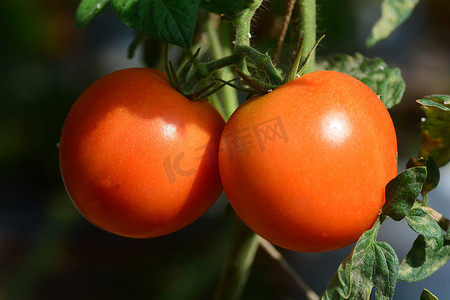 在树植物上的新鲜西红柿
