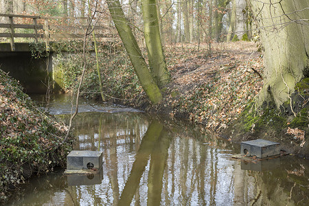 荷兰溪流中漂浮的麝香鼠陷阱