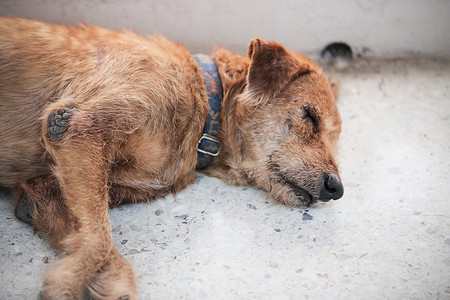 无家可归者摄影照片_睡在地板上的流浪狗。