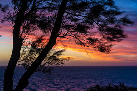 西澳大利亚鲨鱼湾印度洋橙色夕阳下的沿海针叶树剪影