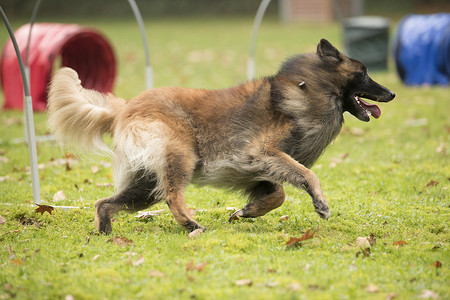 狗，比利时牧羊犬 Tervuren，在桶斗比赛中奔跑