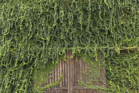 老房子上的常春藤，带绿叶的木门