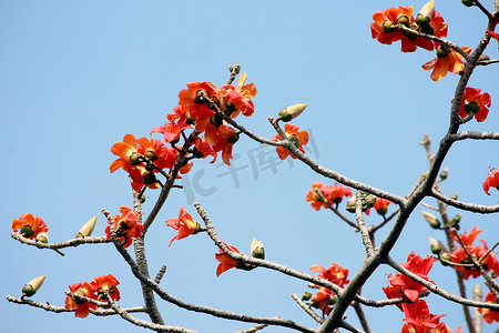 树花摄影照片_木棉木棉​​树花或树上的花棉花