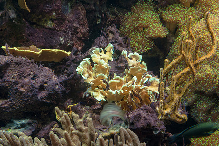 美丽的珊瑚礁与海葵