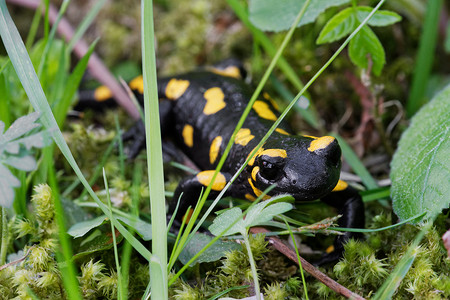 自然界中的火蝾螈 (Salamandra salamandra)