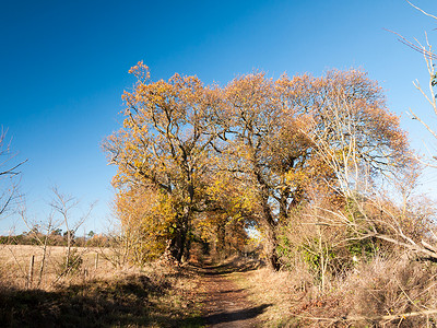 叶子大的草摄影照片_秋天大树光秃秃的树枝叶子黄色橙色蓝色天空局域网