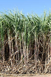 徽州农田摄影照片_甘蔗植物在田间生长，种植园甘蔗树农场，甘蔗田背景