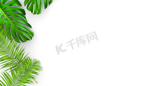 化妆品插画摄影照片_用于化妆品广告或时装插画的白色背景逼真的棕榈叶 3D 渲染。