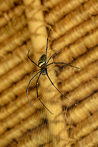 断网摄影照片_Nephila pilipes 或金色圆网蜘蛛的正面图。