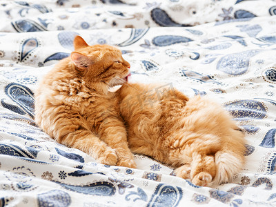 可爱的姜猫舔在床上。