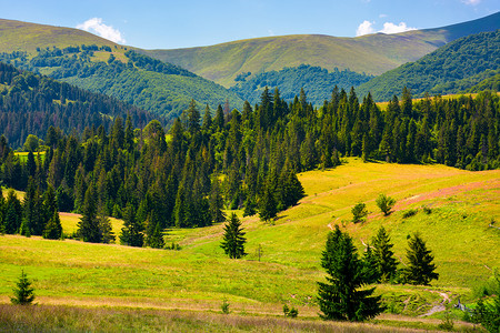 夏季 Borzhava 森林覆盖的山丘