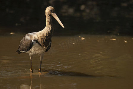 黑白鹤摄影照片_黑鹳 (Ciconia nigra)，年轻人在水中寻找食物