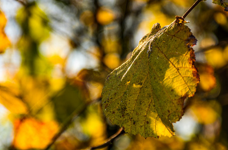 秋天森林树枝上的黄叶