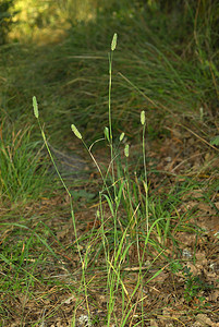 Phleum pratense，过敏原植物