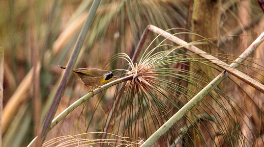 黄喉莺 Geothlypis trichas