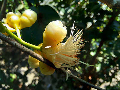 yzygium aqueum（水玫瑰苹果、水苹果、铃果）花与自然背景。