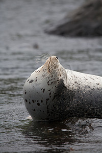 大型图片摄影照片_Phoca largha (Larga Seal, Spotted Seal) 表面图片