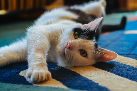 黑白相间的猫躺在地毯上