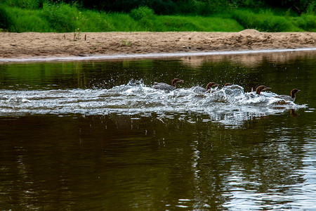 鸭子在河里游泳摄影照片_鸭子在拉脱维亚的河里游泳。
