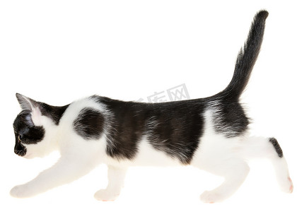 黑白双色背景摄影照片_黑白小猫向前走侧面图