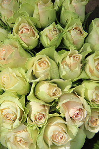 淡彩玫瑰摄影照片_淡粉色婚礼玫瑰