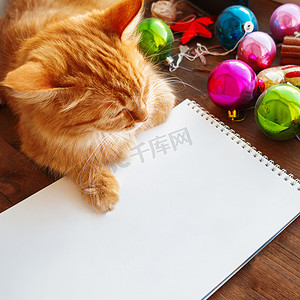 福彩彩球摄影照片_可爱的姜猫躺在圣诞和新年装饰品中的透明纸页上 — 鲜艳的彩球