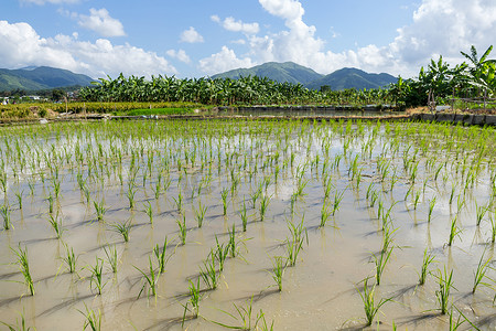 成熟水稻摄影照片_种植水稻草甸