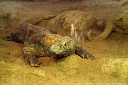 科莫多巨蜥 Varanus komodoensis