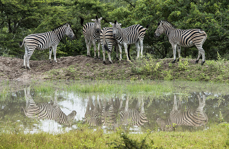 一群斑马在南非的野外