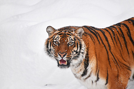 冬雪中西伯利亚虎的特写